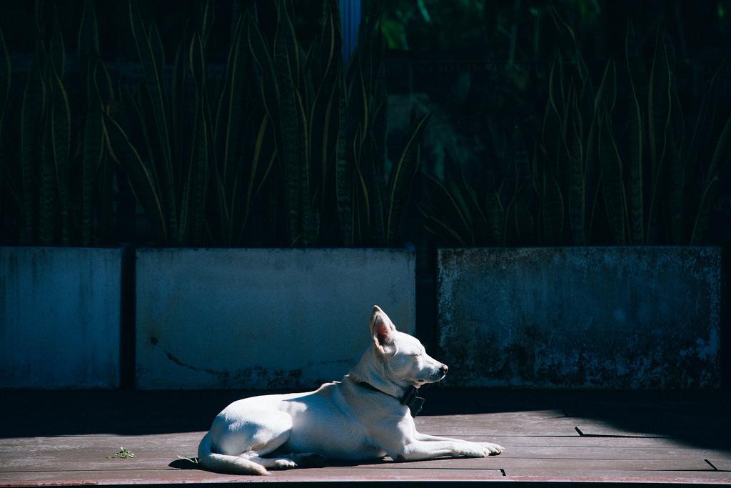 Look Bed And Breakfast Yuchi Esterno foto